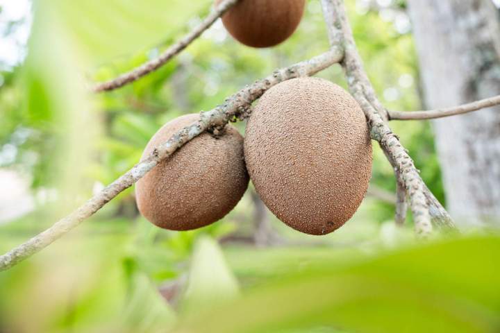 Mamey al Por Mayor Orlando
