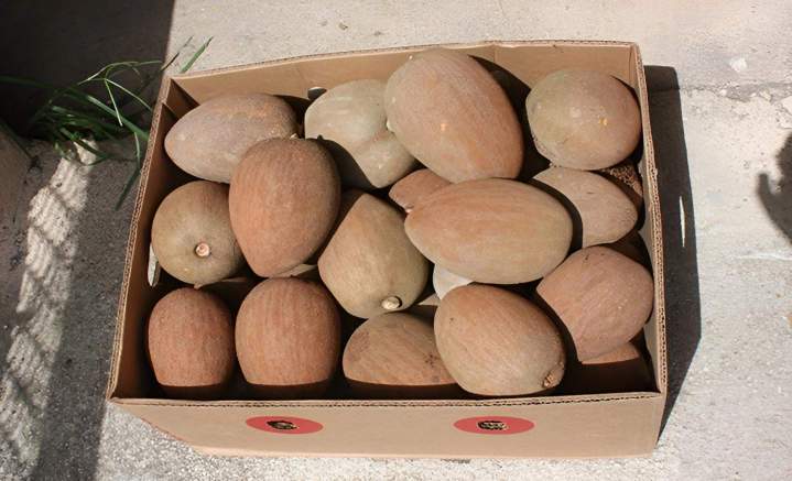 Premium Wholesale Mamey for Your Business Needs – Order Today